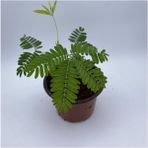 Biorganix Saksılı Küstüm Çiçeği Fidanı Küçük Boy 3-13 cm Mimosa Pudica - yok