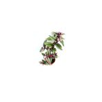 Biorganix Telgraf Çiçeği, Pembe Çiçekli 10-20 Cm