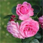 Biorganix Tüplü Kokulu Reçellik Isparta Gülü Fidanı Rosa Damascena 10-20 cm