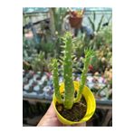 Birtutamrenk Austrocylindropuntia Subulata meksika kaktüs (Opuntia Subulata) 5,5 cm