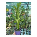 Birtutamrenk Euphorbia Trigona Süt Ağacı 5.5saksılı