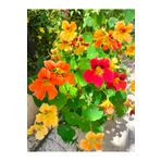 Birtutamrenk Tropaeolum majus Latin Çiçeği Tohumu 3adet