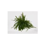 Bitki 30-40 cm Aşk Merdiveni Askılı Nephrolepis