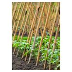 Bitki Destek Çubuğu 75 Cm 10 adet BAMBU-75