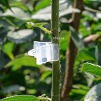 Bitki Destek Klipsleri, Bitki Klipsleri, Meyveler İçin PE Plastik Sebzeler