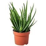 Bitki Dünyam 1 Adet Yetişkin Aloevera 3 Yaş Aloe Vera
