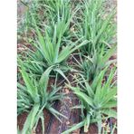 Bitki Dünyam 2 Adet Aloe Vera Fidanı (30-35 Cm) Köklü Saksısız Kozmetik Türü Barbadensis Miller