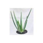 Bitki Dünyam 2 Adet Aloe Vera Plastik Saksıda