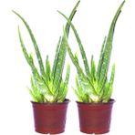 Bitki Dünyam 2 Adet Aloevera Çiçeği Bitkisi Aloe Vera Fidanı Dolgun Bol Yavrulu 25-30CM
