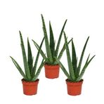 Bitki Dünyam 3 Adet Aloevera Aloe Vera