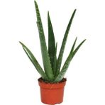 Bitki Dünyam Aloe Vera 35 cm