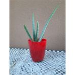 Bitki Dünyam Aloe Vera Bitkisi 10-15 cm Boyunda 1 Yaşında Bitki