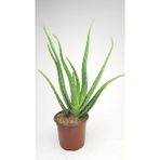 Bitki Dünyam Aloe Vera Bitkisi Fidanı