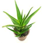 Bitki Dünyam Aloe Vera Bitkisi Mitriformis Cinsi 25-30 cm