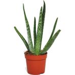 Bitki Dünyam Aloe Vera Bitkisi Özel Üretim Yüksek Kalite