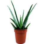Bitki Dünyam Aloe Vera Çiçeği