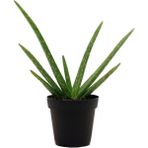 Bitki Dünyam Aloe Vera Orta Boy Saksıda