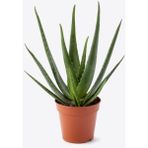 Bitki Dünyam Aloe Vera