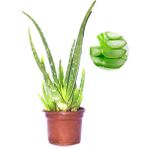 Bitki Dünyam Aloevera Bitkisi Fidanı +5 Köklü Saksılı Şifalı Aloe Vera 25-30 cm