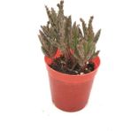 Bitki Dünyam Aşkın Gözyaşı Çiçeği (Kalanchoe Daigremontiana)