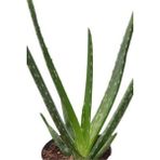 Bitki Dünyam Çiçekçilik Aloe Vera Çiçeği Bitkisi