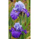 Bitki Dünyam Cornflower 2 Adet Iris Süsen Germenica Çiçek Soğanı