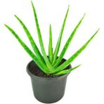 Bitki Dünyam Ecoplant Aloe Vera