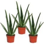 Bitki Dünyam Parmia Garden Aloe Vera Bitkisi 3'lü Ekonomik Paket