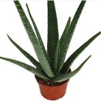Bitki Dünyam Saksılı Aloe Vera Bitkisi ( 12 Lik Saksıda)( Barbadensis)