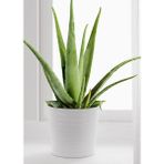 Bitki Dünyam Şık Porselen De Büyük Boy Aloe Vera