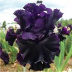 Bitki Dünyam Siyah 2 Adet Iris Germenica Çiçek Soğanı