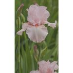 Bitki Dünyam Soft Pembe 2 Adet Iris Süsen Germenica Çiçek Soğanı