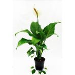 Bitki Fidanım Barış Çiçeği(Spathiphyllum) 40-50CM