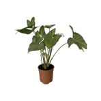 Bitki Fidanım Salon Sarmaşığı Syngonium Podophyllum
