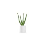 BİTKİ KARAVANI Aloe Vera Bitkisi Beyaz Dekoratif Saksılı
