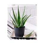 BİTKİ KARAVANI Aloe Vera Bitkisi