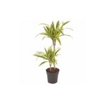BİTKİ KARAVANI Dracena Fragrans Lemon Lime Ikili Dikim