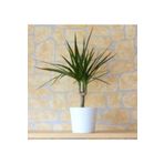 BİTKİ KARAVANI Dracena Marginata Tekli Dikim Dekoratif Beyaz Saksılı