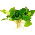Bitki L168 Anubias Barteri Var Nana (Golden)