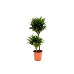 BİTKİ TASARIMI Dracaena Compacta