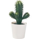 Bitki, Yeşil, 6 Cm, Kaktüs, Iç/dış Mekan