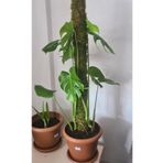 bitkicim Bitki Destek Çubuğu 150 Cm (yosun Sopası) yeşil