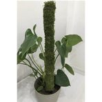 bitkicim Bitki Destek Çubuğu 40cm (YOSUN SOPASI)