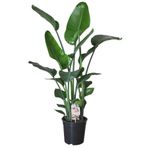bitkicim Strelitzia Starliçe 80-110 cm Boyunda Çift Gövdeli Salon Bitkisi İç Mekan Bitkisi