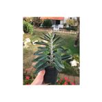 bitkidünyam Aşkın Gözyaşı Çiçeği Fidanı 10-20 cm