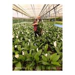 bitkidünyam Dev Boy Barış Çiçeği 80-100 cm | İthal Spathiphyllum Yelken Çiçeği - Bol Çiçekli Canlı Salon Bitkisi