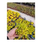 bitkidünyam Sarı Sedum Lemon Ball - 10,5'lik Saksıda Canlı Sukulent - Neon Sarı Yayılıcı Bahçe Balkon Bitkisi