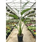bitkidünyam Strelitzia Nicolai Dev Starlice Beyaz Cennet Kuşu Çiçeği, 2 Köklü, 130-160 cm, İç Mekan Bitkisi