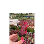 Bitkidunyam Süt Ağacı Kaktüs - Euphorbia Trigona Rubra