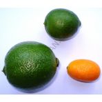Bitkifidan 3 Yaş Aşılı Limequat Fidanı